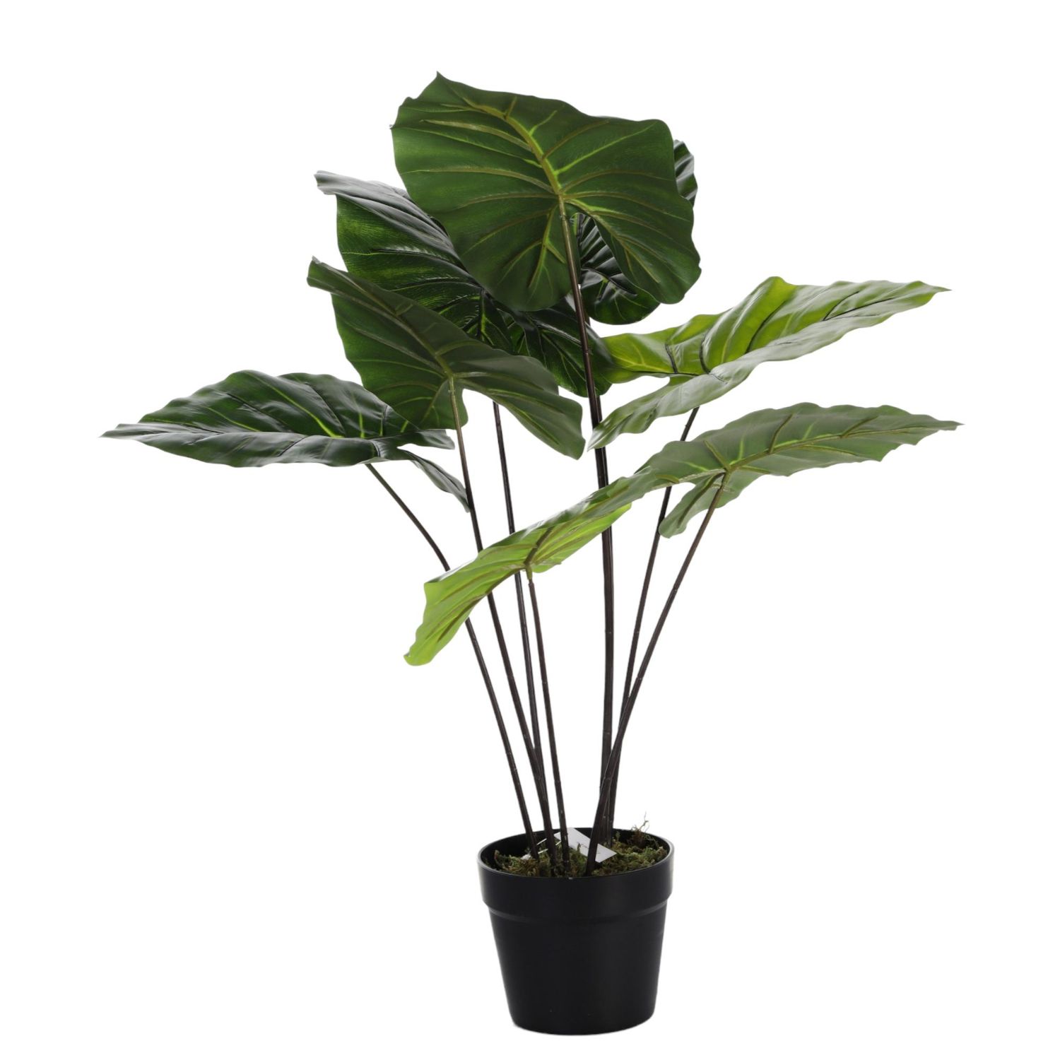Taro Elephant Ear Plant 70cm (592-400082)