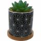 Concepts Life Artificial Plant in Cermaic Pot (439-356844)