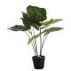 Taro Elephant Ear Plant 70cm (592-400082)