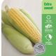 Yates Sweet Corn (Honey Sweet)